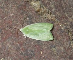 Earias clorana