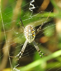 Argiope catenulata