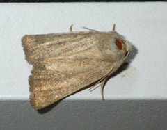 Photedes fluxa