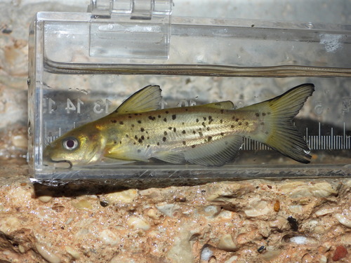 Headwater Catfish