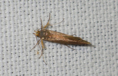 Crassa unitella