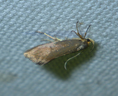 Crassa unitella