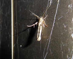 Stathmopoda plumbiflua