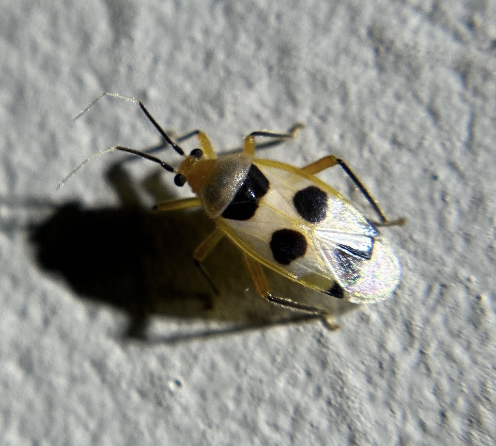 Eccritotarsus nigritibialis