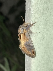 Notodonta scitipennis