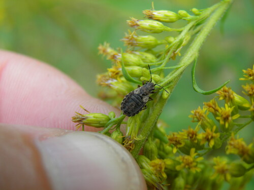 Žilinė Dirvablakė