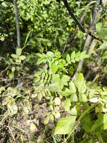 Наблюдение на iNaturalist