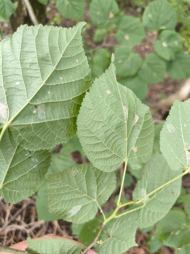 Didžialapė liepa nuotrauka