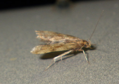 Brachmia blandella