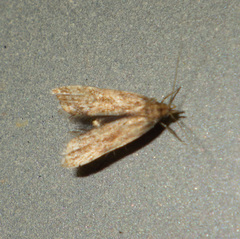 Brachmia blandella