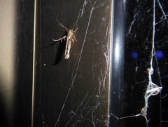 Stathmopoda plumbiflua