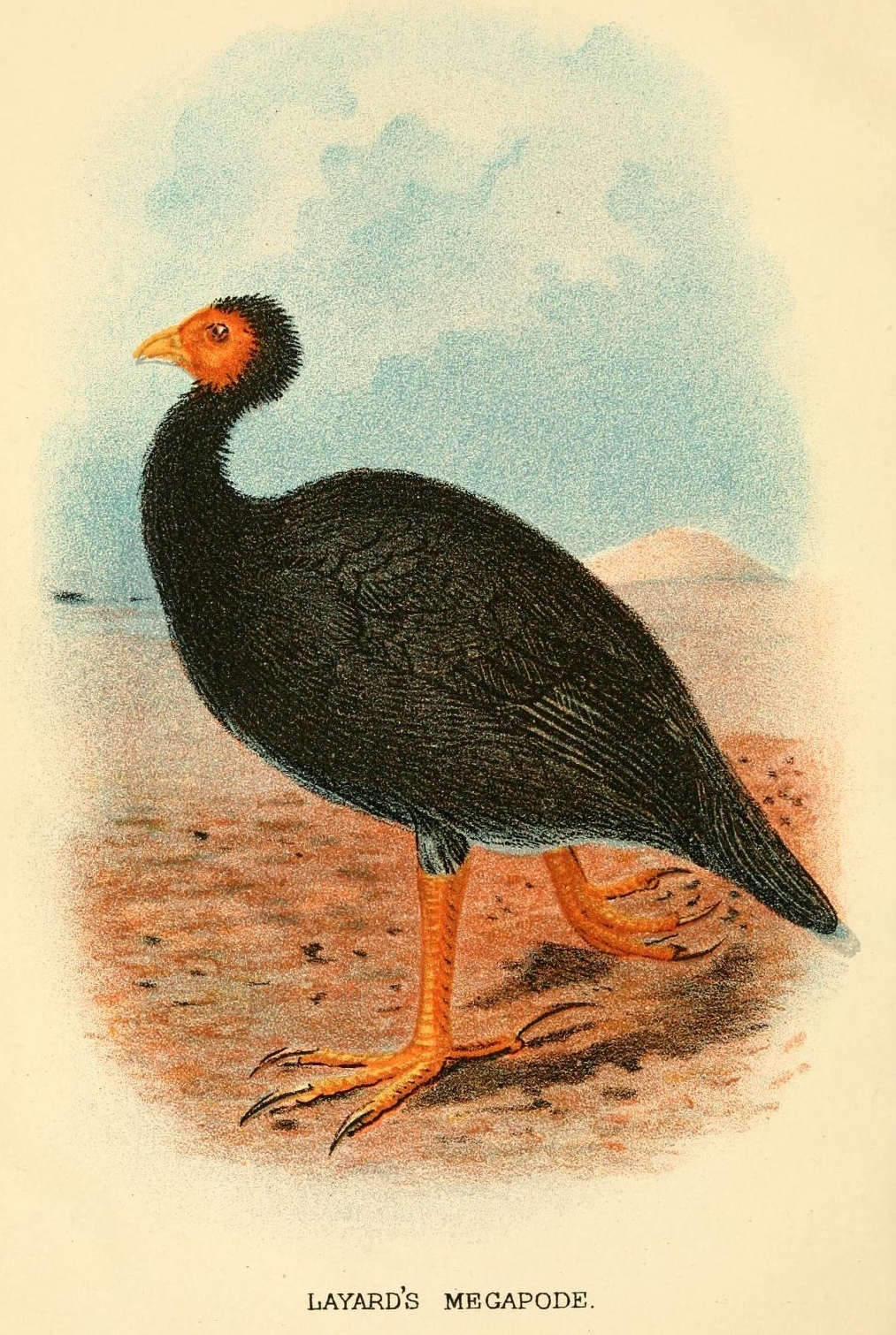 Vanuatu Megapode illustration