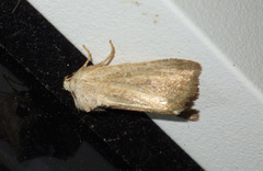 Photedes fluxa