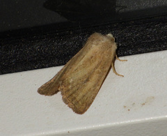 Photedes fluxa