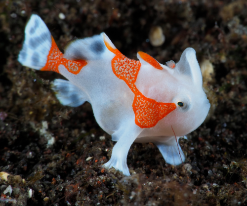 Warty frogfish (Antennarius maculatus) — Antennariidae — 4