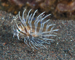 Broadbarred Firefish photo 3