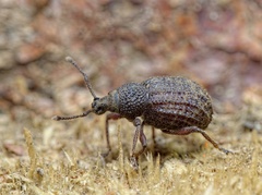 Otiorhynchus porcatus