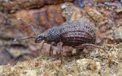 Otiorhynchus porcatus