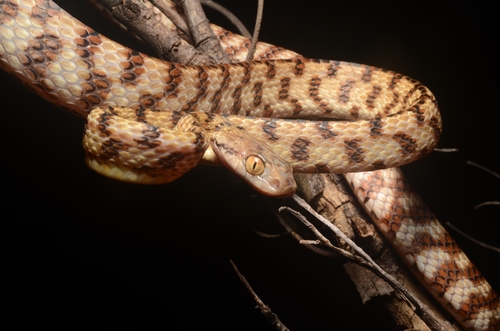 Brown Tree Snake sighting