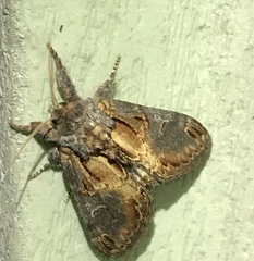 Notodonta scitipennis