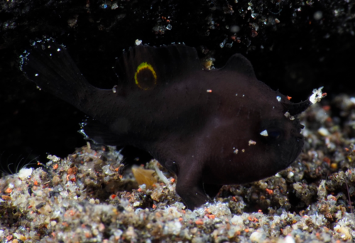 Deepwater frogfish (Nudiantennarius subteres) — Antennariidae — 5