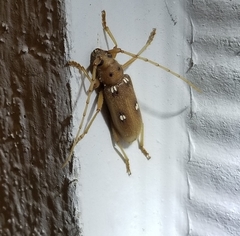 Eburia