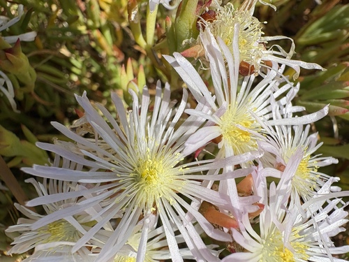 Image of Lampranthus leptaleon by (c) Charleen Brunke, some rights reserved (CC BY)