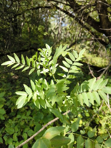 Наблюдение на iNaturalist
