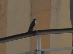 Falco peregrinus