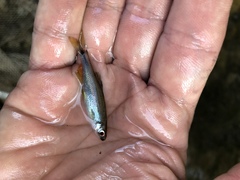 Pteronotropis hypselopterus