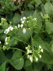 Ageratina altissima