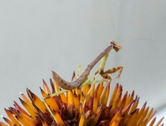 Stagmomantis carolina