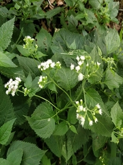 Ageratina altissima