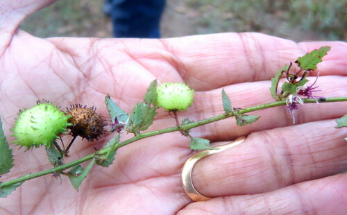 Byttneria herbacea