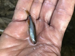 Pteronotropis hypselopterus