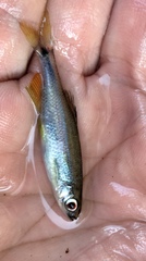 Pteronotropis hypselopterus