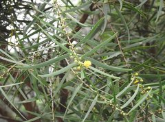 Acacia confusa
