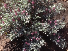 Indigofera basedowii