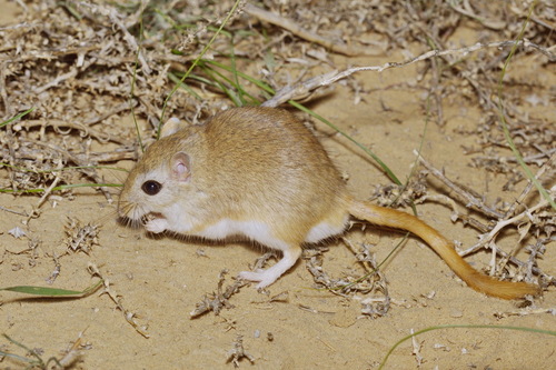 Mid-day Jird (Meriones meridianus) — Least Concern Mammalia