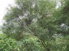 Acacia confusa