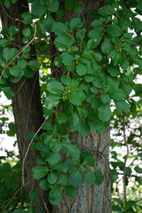 Celastrus orbiculatus