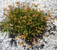 Ivesia lycopodioides