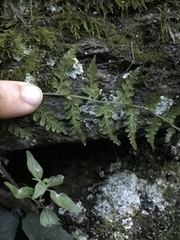 Cystopteris tennesseensis