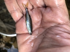 Pteronotropis hypselopterus