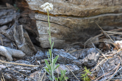 Antennaria argentea