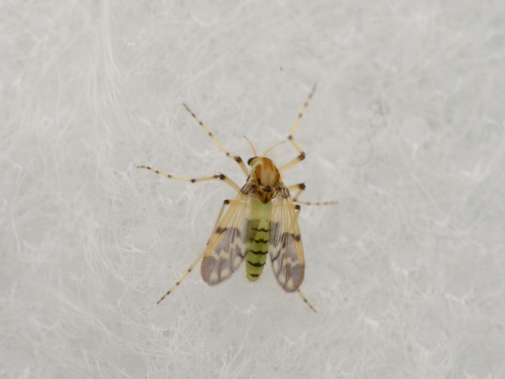 Macropelopia apicincta