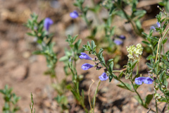 Scutellaria antirrhinoides