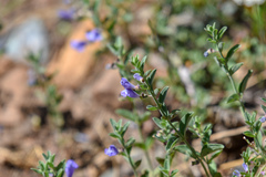 Scutellaria antirrhinoides