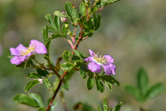Rosa pisocarpa