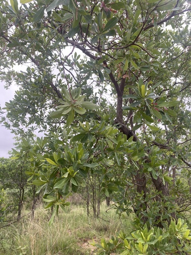 Kalahari sand terminalia (Terminalia brachystemma)